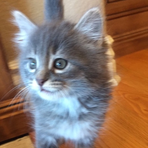 Meet your Posher, Mckenzie - Picture 1 of 1